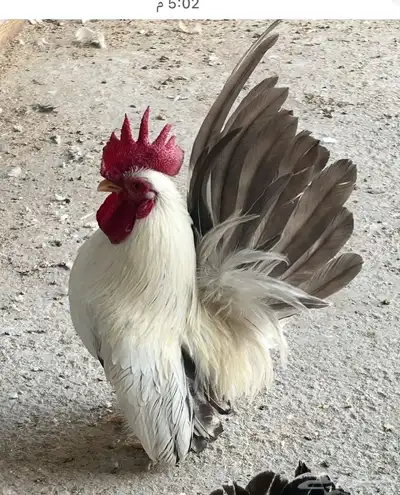 زوج دجاج اقزام جبانيز كلومبي منتج بفروخه index