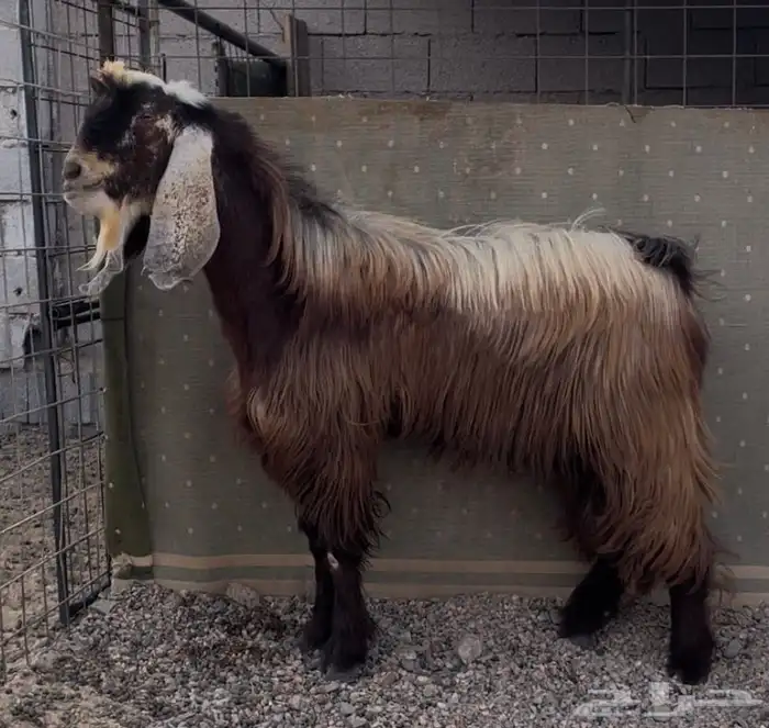 تيس فحل اجم 1