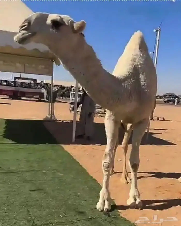 للبيع قعود كفو باتلي فاخر 0