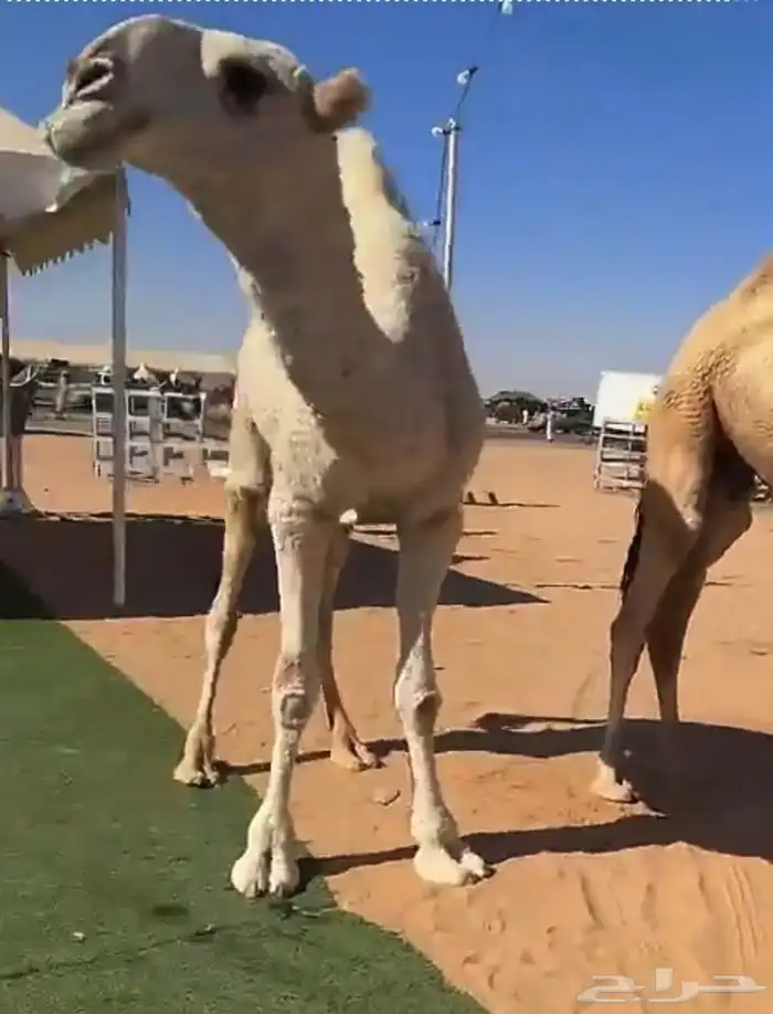 للبيع قعود كفو باتلي فاخر 1