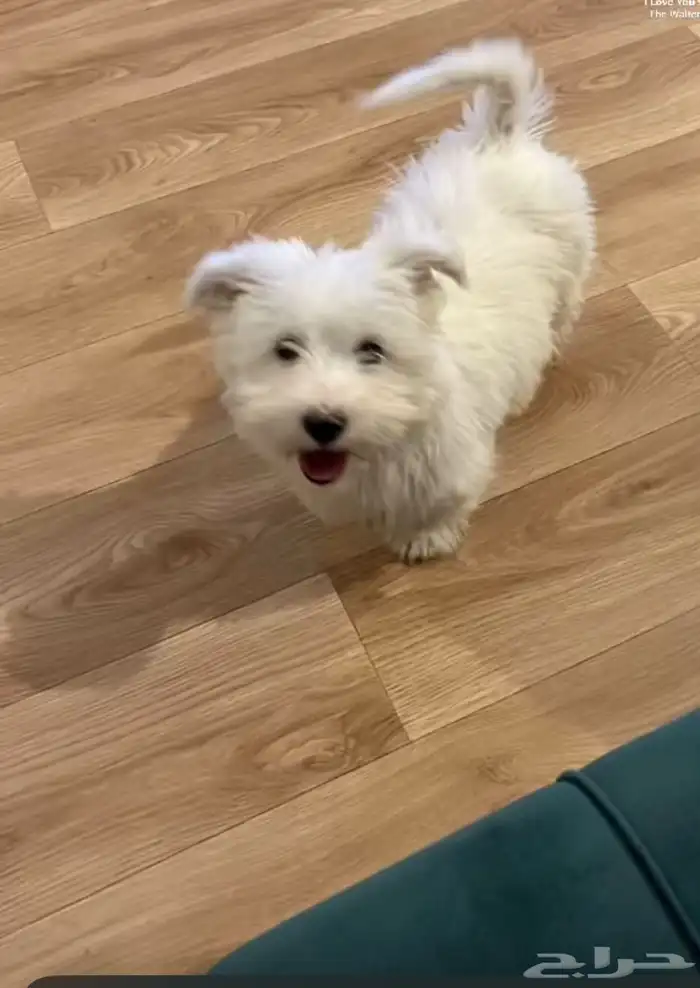 كلب مالتيز انثى 0