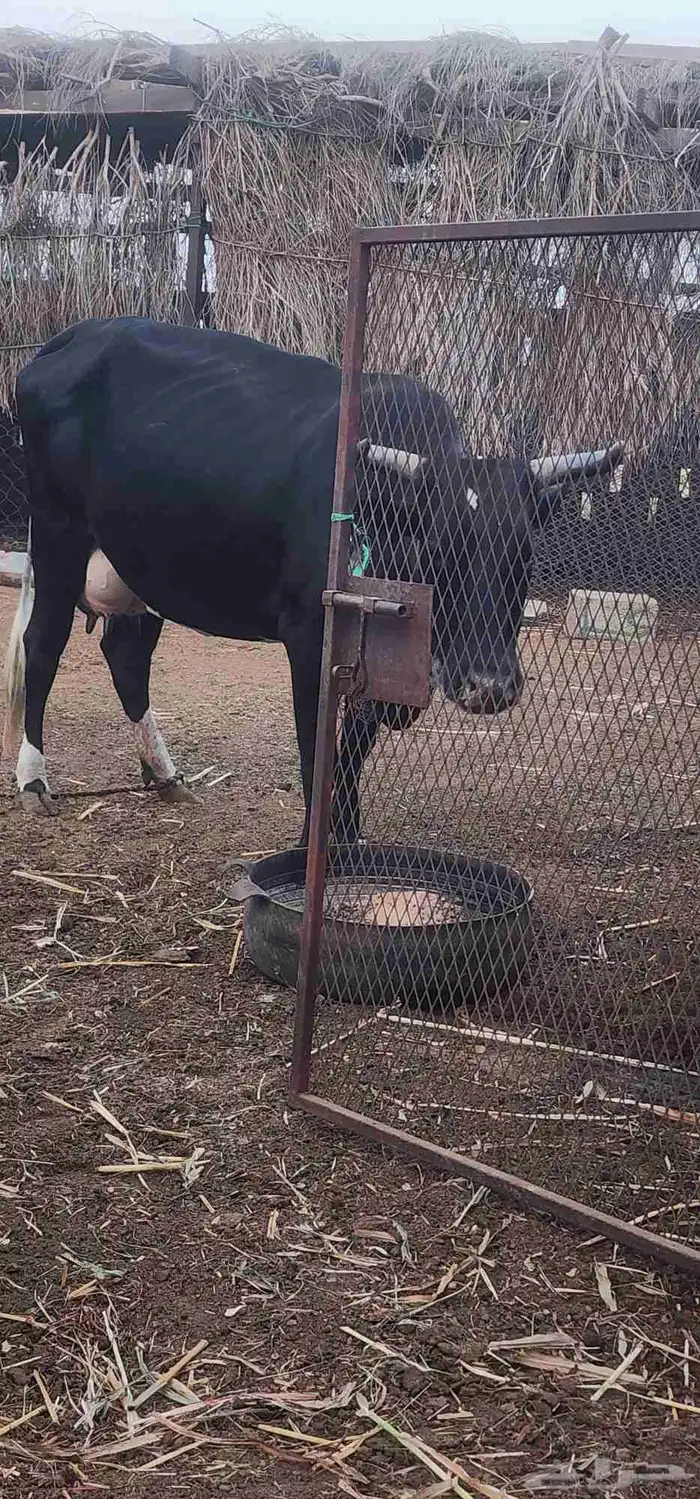 بقره منتوج لها ثلاث ايام 0