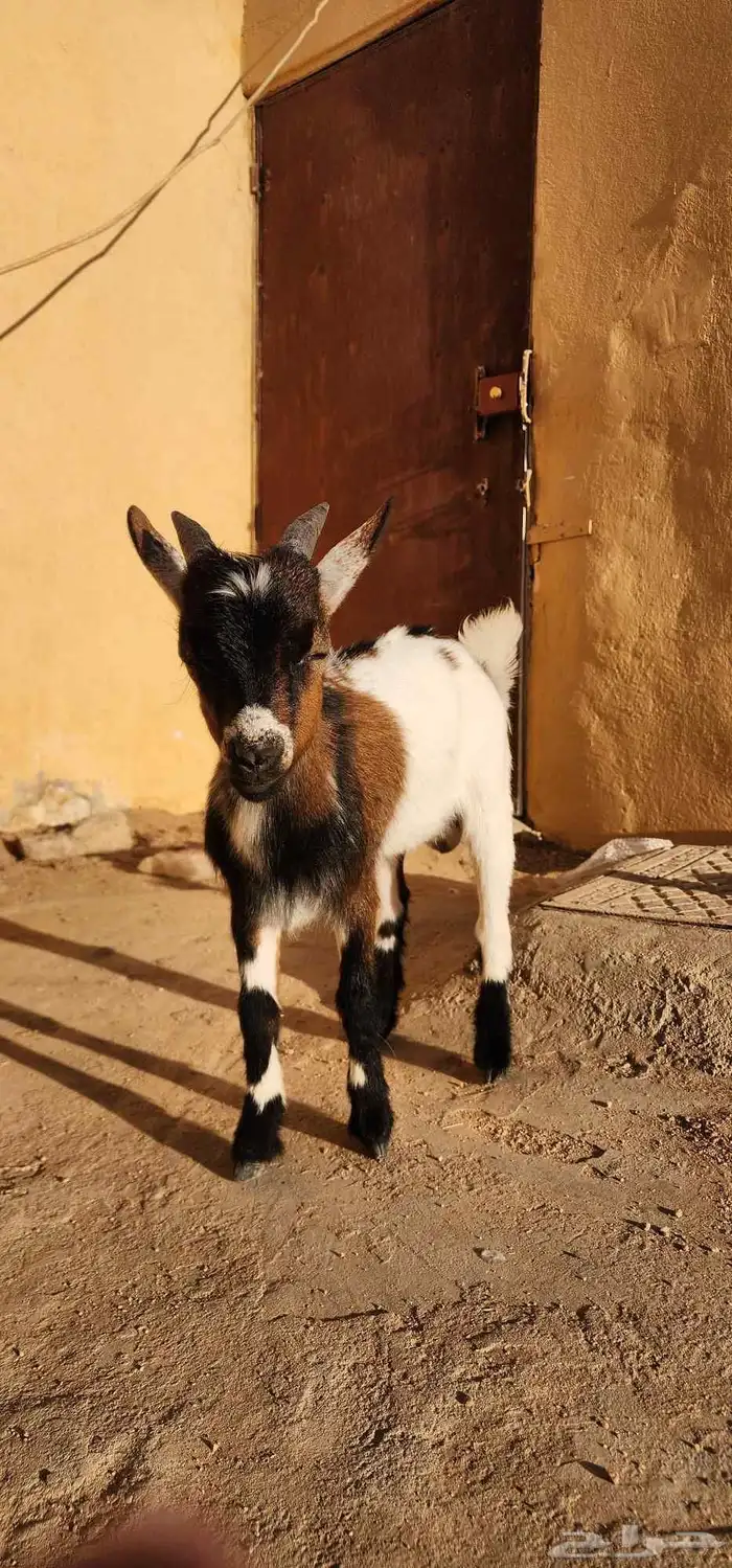 تيس قزم عمر اربع شهور 3