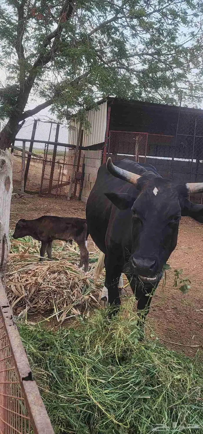 بقره منتوج لها ثلاث ايام 4