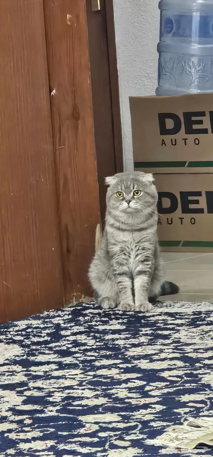 للبيع200 ذكر سكوتش بسبب السفر 1