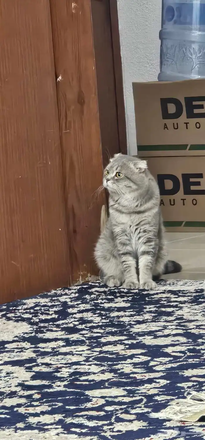 للبيع200 ذكر سكوتش بسبب السفر 2