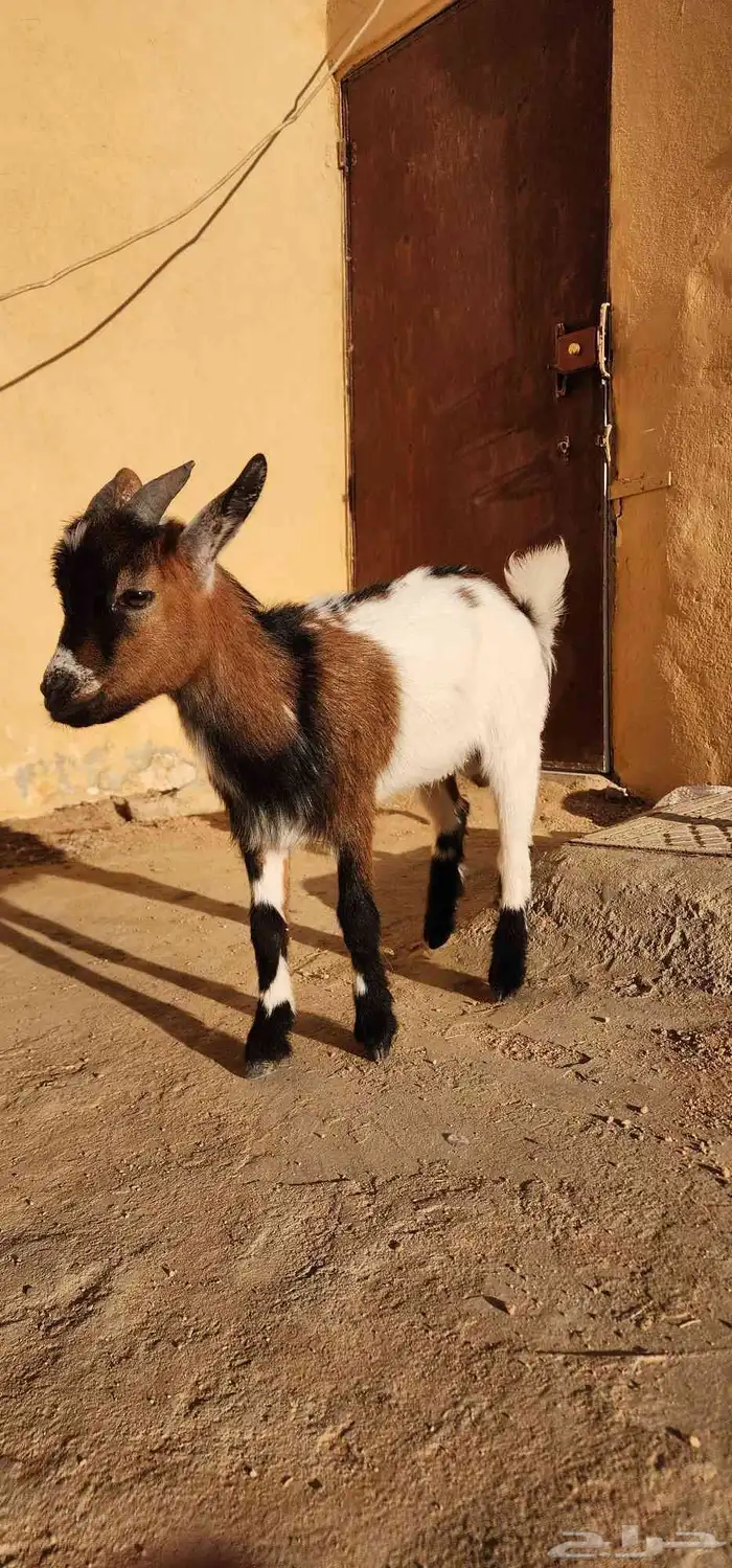 تيس قزم عمر اربع شهور 1