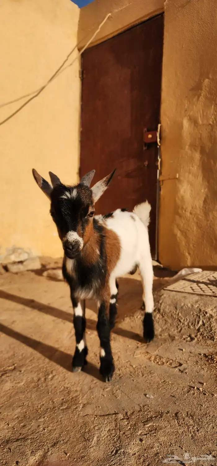 تيس قزم عمر اربع شهور 4