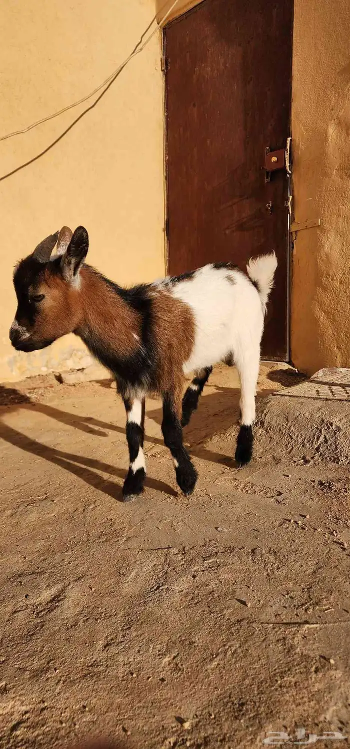 تيس قزم عمر اربع شهور 0