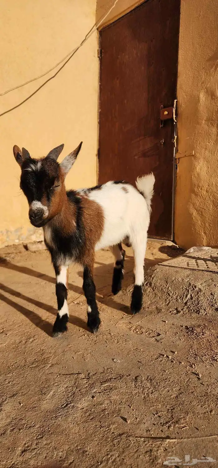 تيس قزم عمر اربع شهور 2