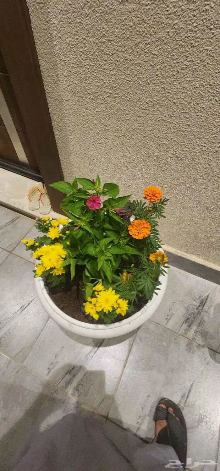 تنسيق حدائق صيانه الحدائق الشهريه والسنويه وبيع الثيل الطبيع 2