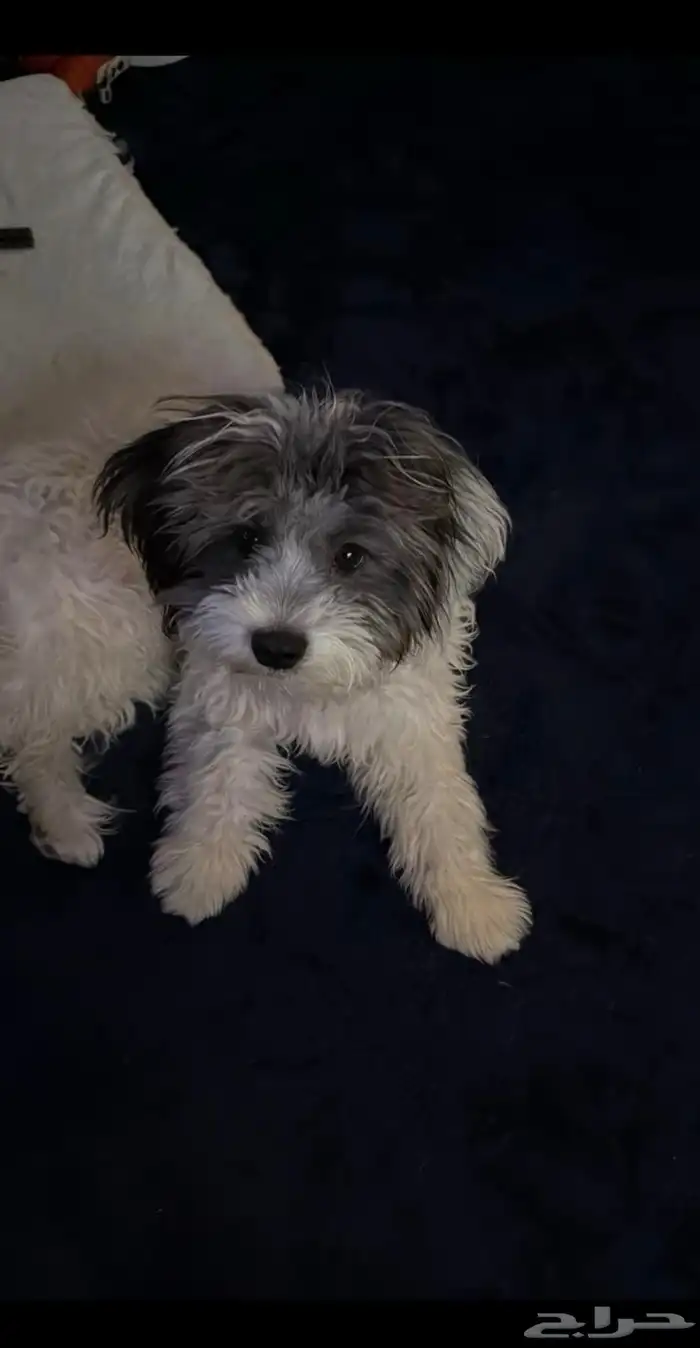 كلب للبيع اي سوم تجي علطول ببيع 1