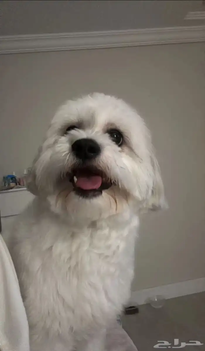 كلب مالتيز 0