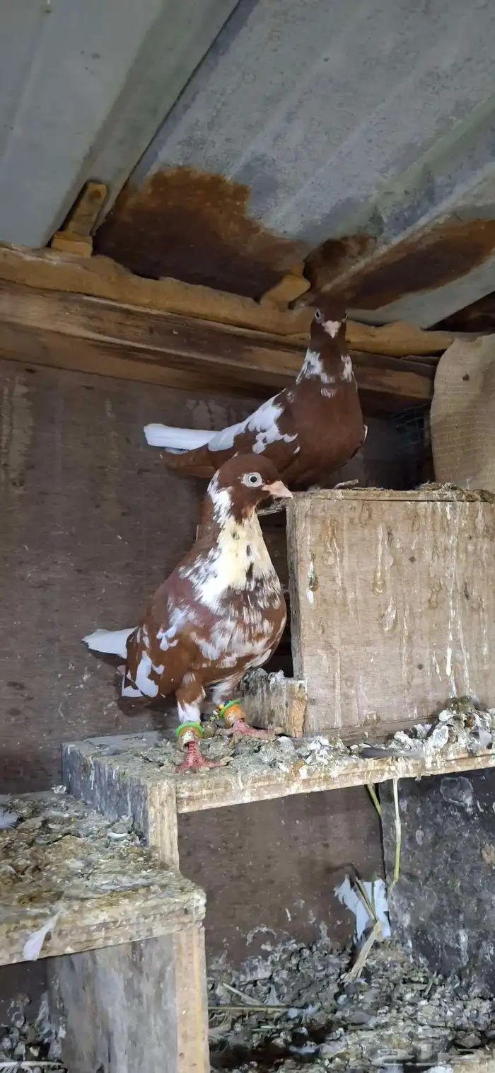 للبيع جوز نوري شامي 3