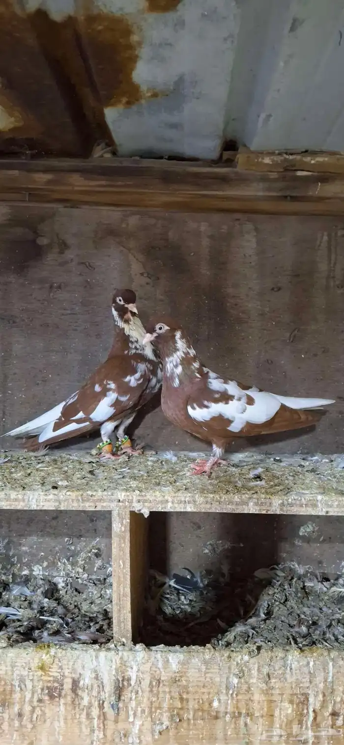 للبيع جوز نوري شامي 1