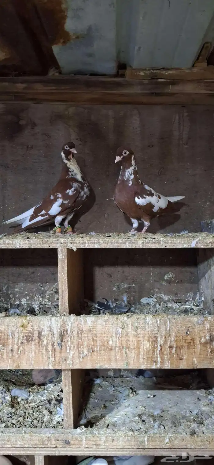 للبيع جوز نوري شامي 0