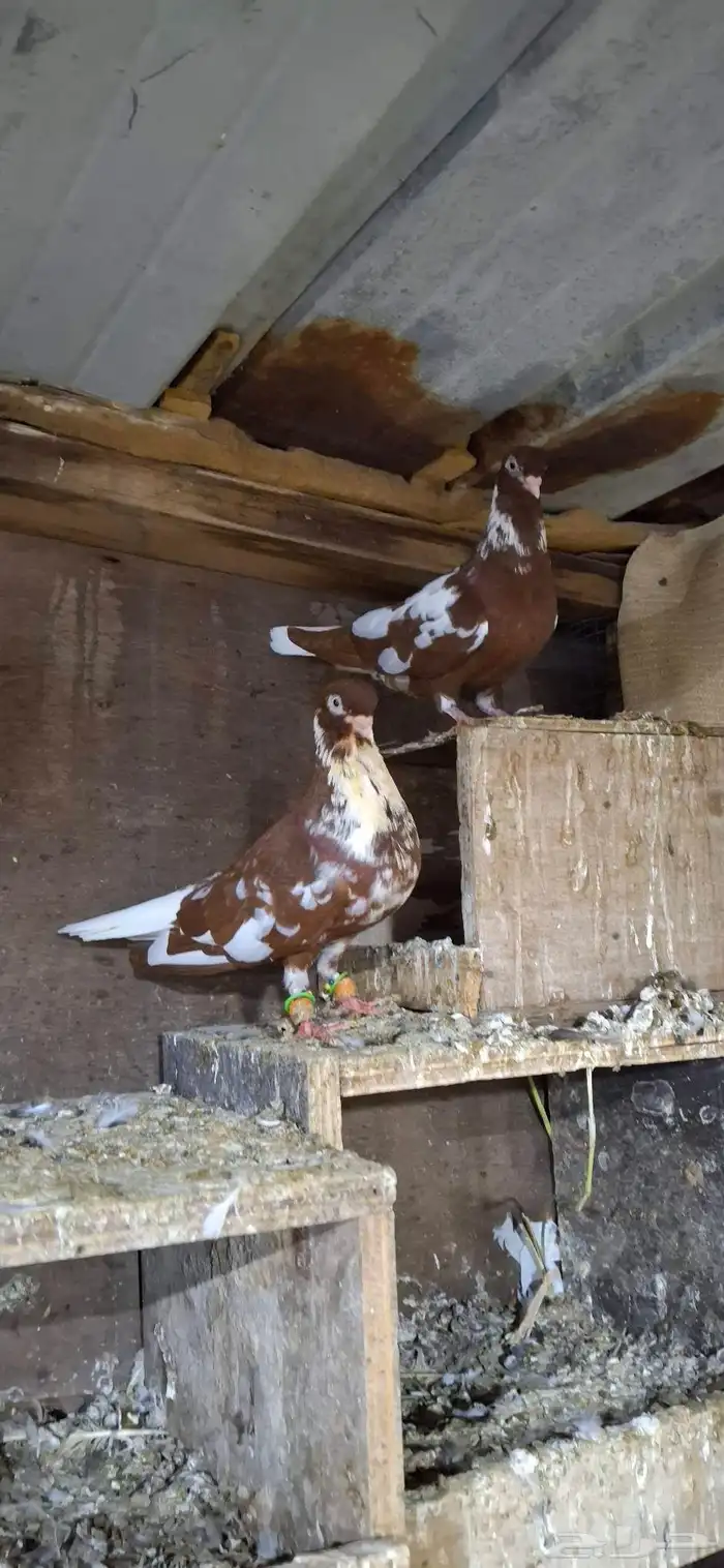 للبيع جوز نوري شامي 2