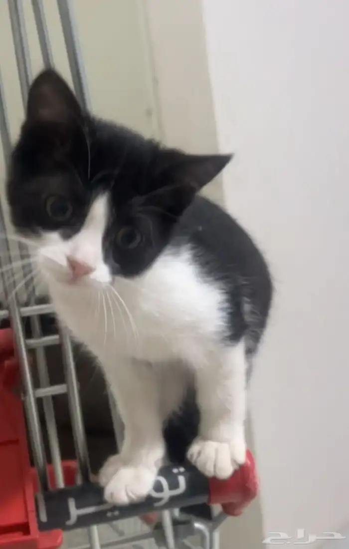 3 قطط للتبني 0