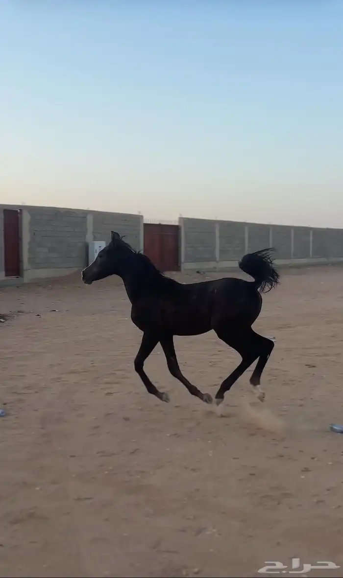 فرس شويمه عربيه من افراس الحرس الوطني معها مهر ادهم ولقاح خ 3