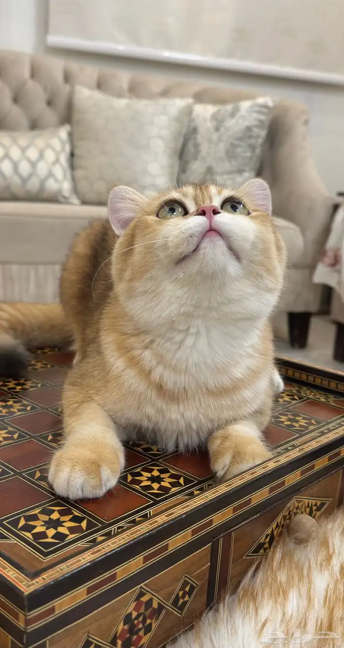 قطة وقط سكوتش 7