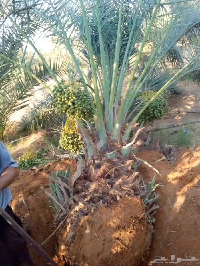 نخل للبيع نخيل مثمر فاخر نقايل خلاص سكري صقعي برحي شيشي سلج 5