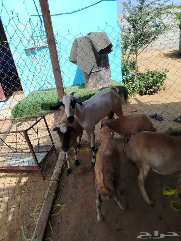 السلام عليكم ورحمه الله وبركاته صلوا على النبي أعرض لكم ضأن 7