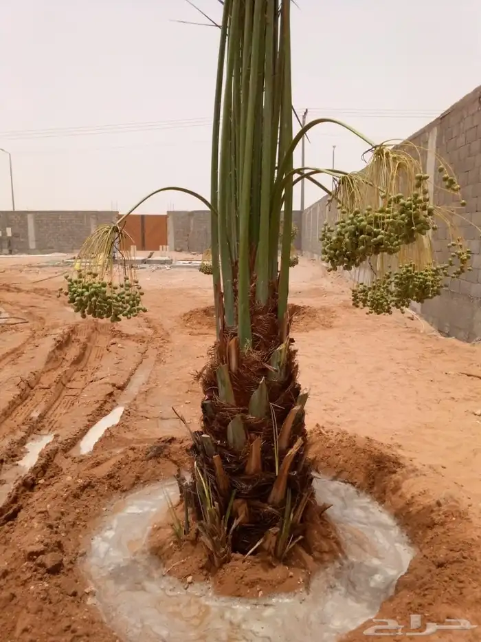 نخل للبيع نخيل مثمر فاخر نقايل خلاص سكري صقعي برحي شيشي سلج 2