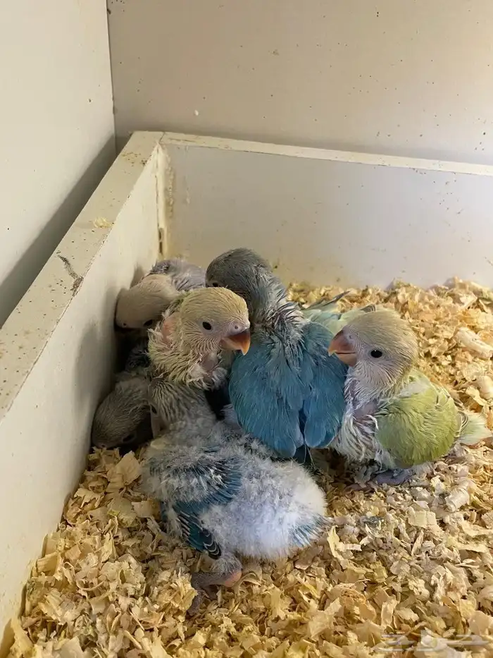 طيور روز للبيع 0