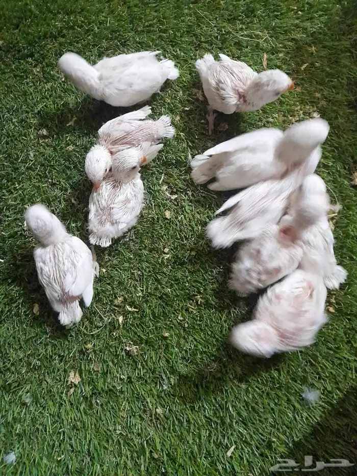 روز فروخ روز البينو غر تم البيع 5