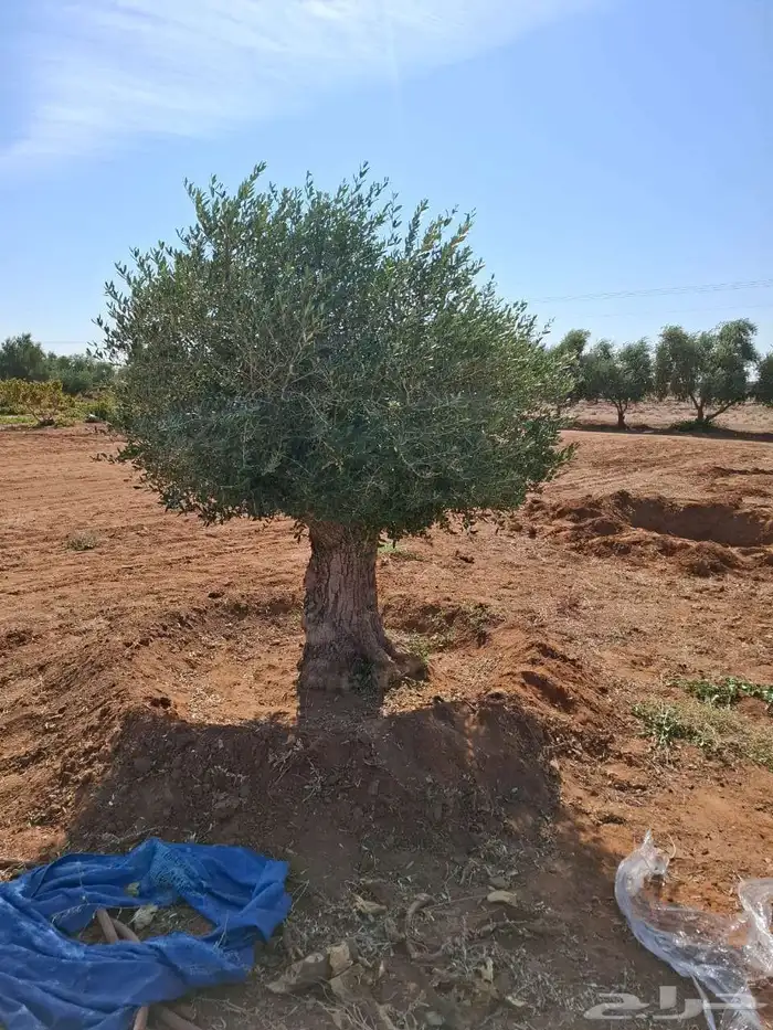اشجار زيتون معمر 0