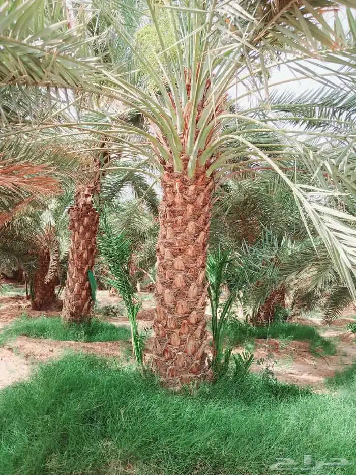 نخل واشنطني نخل مثمر نقايل اخلاص سكري صقعي شيشي هلالي مجدول 4