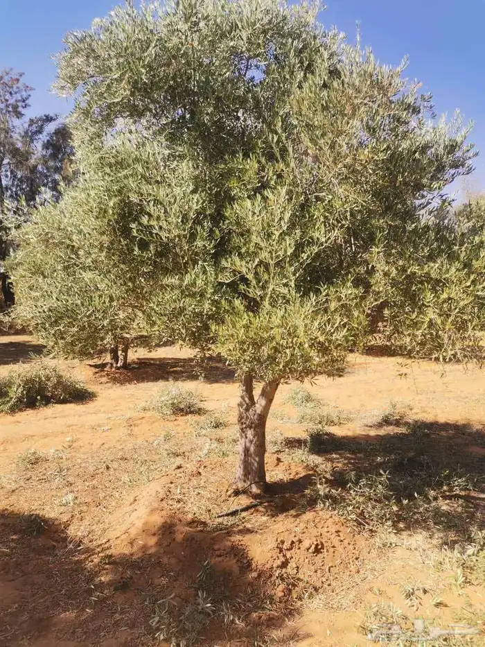 شجر الزيتون المعمر والمفرع جميع المقاسات متوفره 0