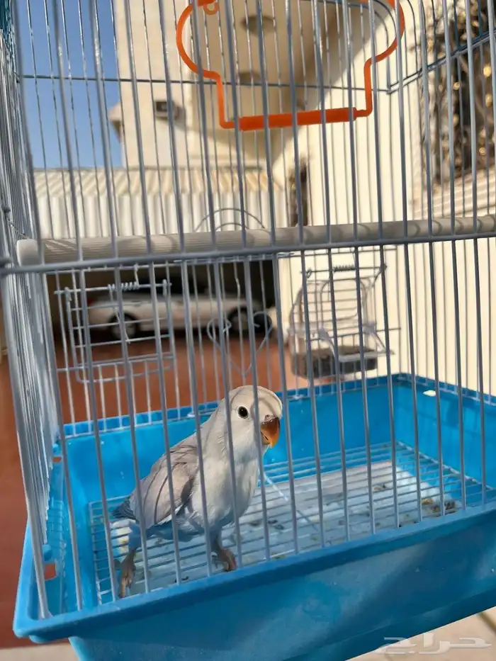 روز اليف وهدد خارجي نشبه ماشاءالله لايفوتكم 3