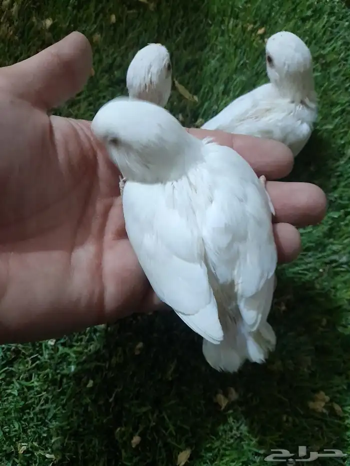 روز فروخ روز البينو غر تم البيع 0