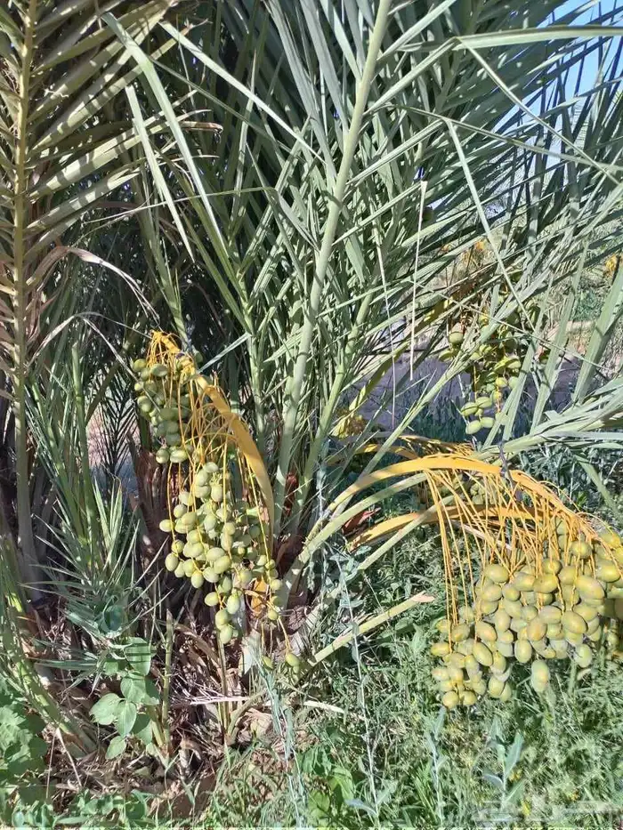 نخل مثمر نخل القصيم للبيع نبت سالم مجدول سكري ونانه لبانه صف 4