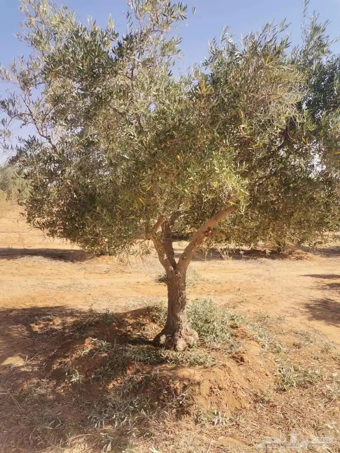 شجر الزيتون المعمر والمفرع جميع المقاسات متوفره 3