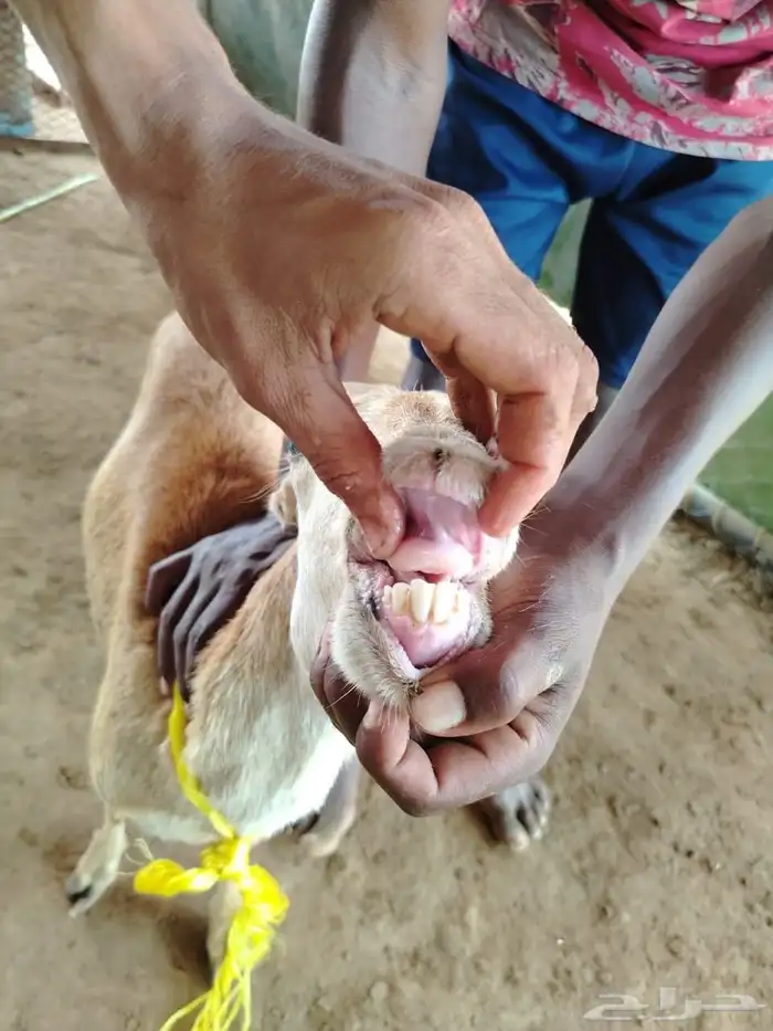 السلام عليكم ورحمه الله وبركاته صلوا على النبي أعرض لكم ضأن 0