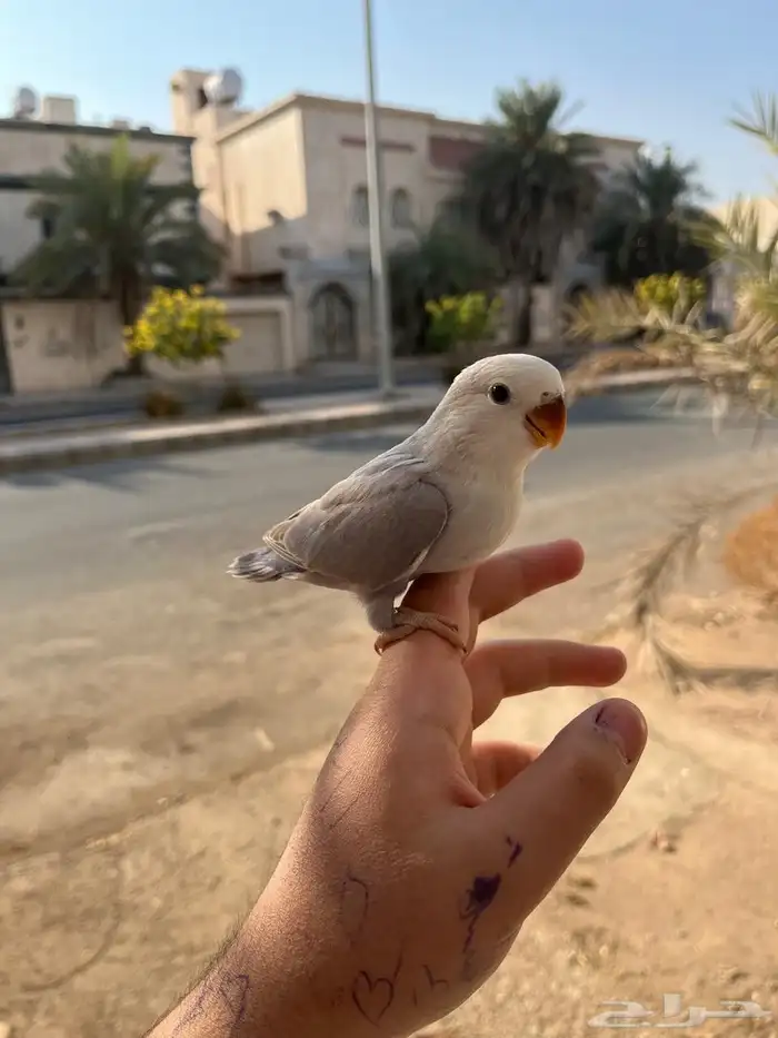 روز اليف وهدد خارجي نشبه ماشاءالله لايفوتكم 0