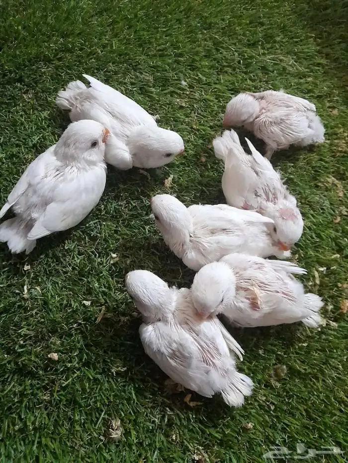 روز فروخ روز البينو غر تم البيع 6