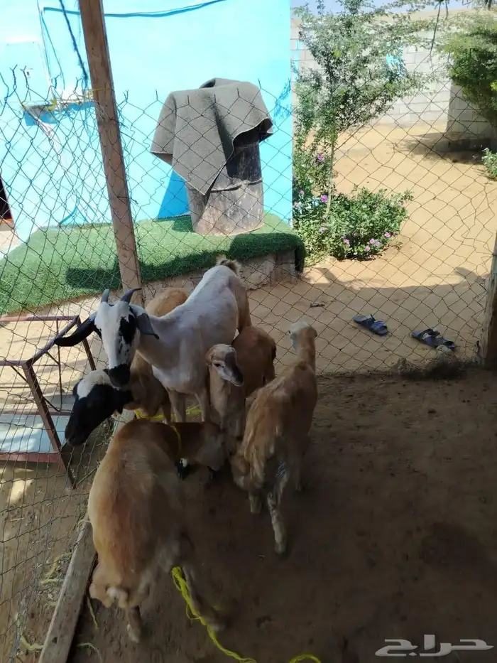 السلام عليكم ورحمه الله وبركاته صلوا على النبي أعرض لكم ضأن 9