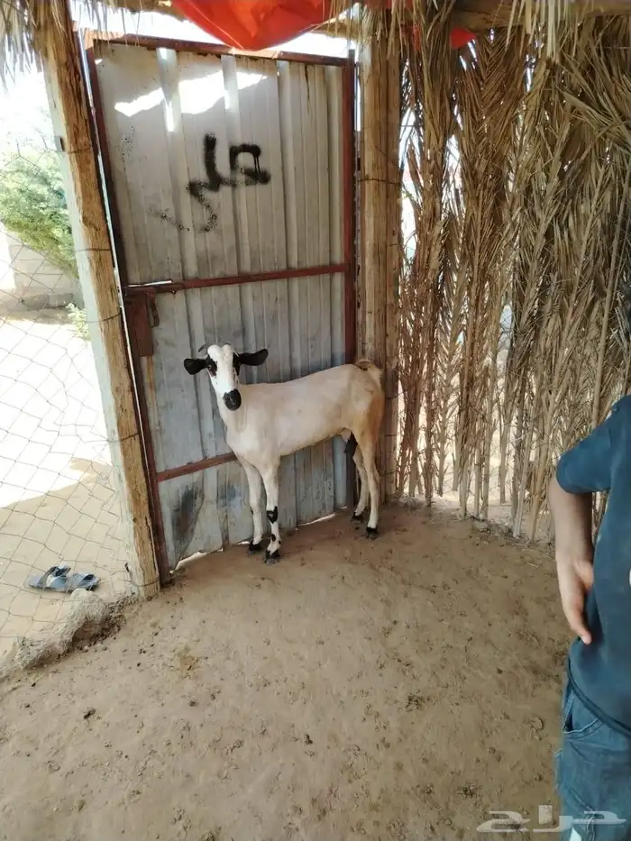 السلام عليكم ورحمه الله وبركاته صلوا على النبي أعرض لكم ضأن 4