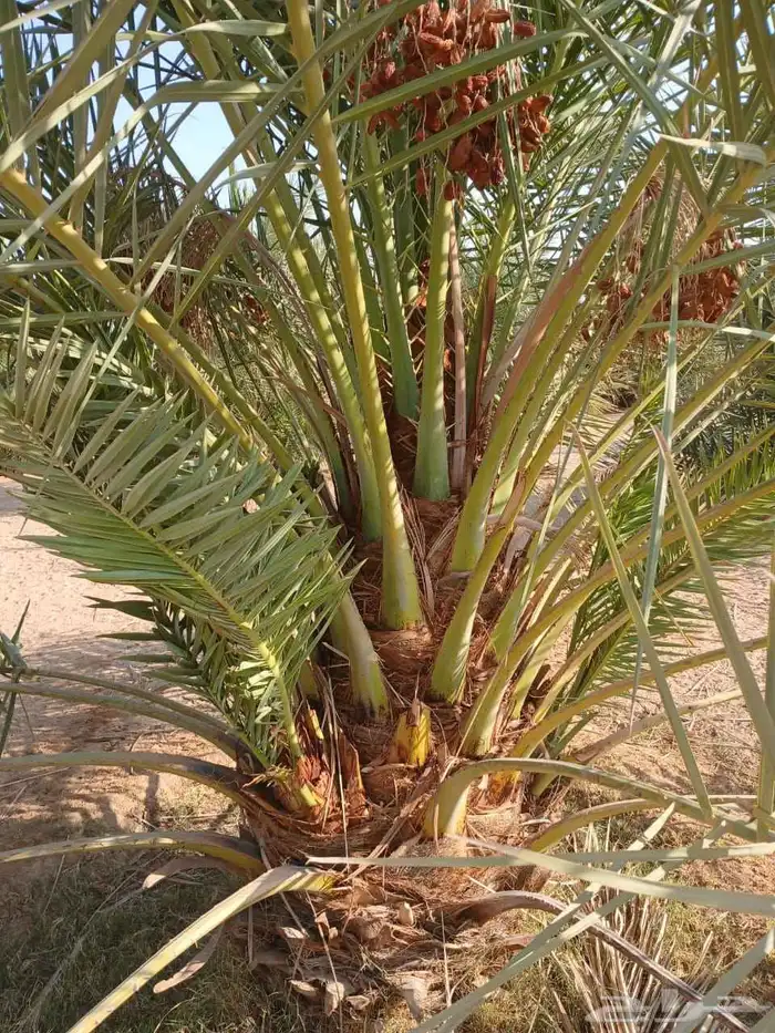نخل مثمر للبيع خلاص برحي سكري شيشي مجدول صقعي هلالي 0