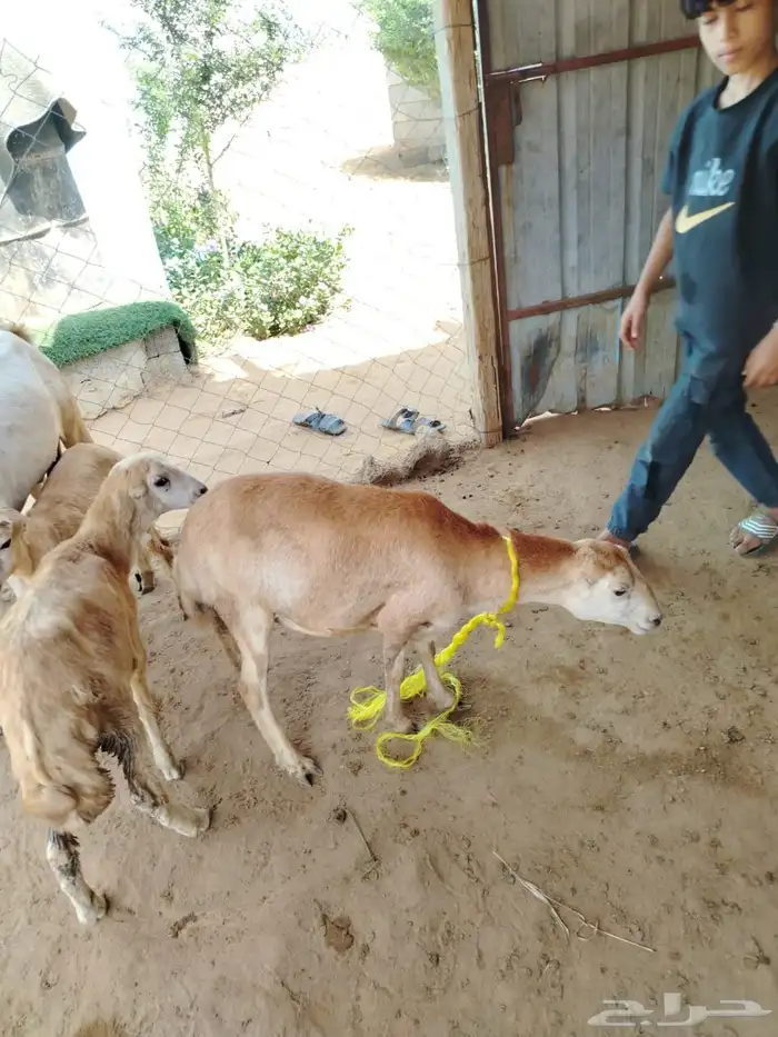 السلام عليكم ورحمه الله وبركاته صلوا على النبي أعرض لكم ضأن 8