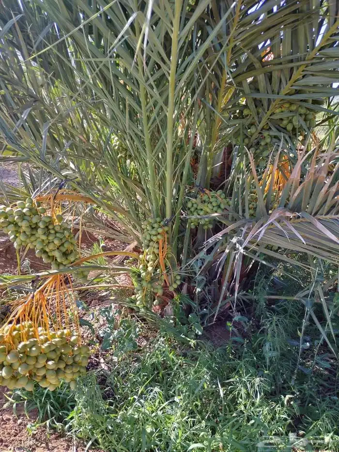 نخل مثمر نخل القصيم للبيع نبت سالم مجدول سكري ونانه لبانه صف 5