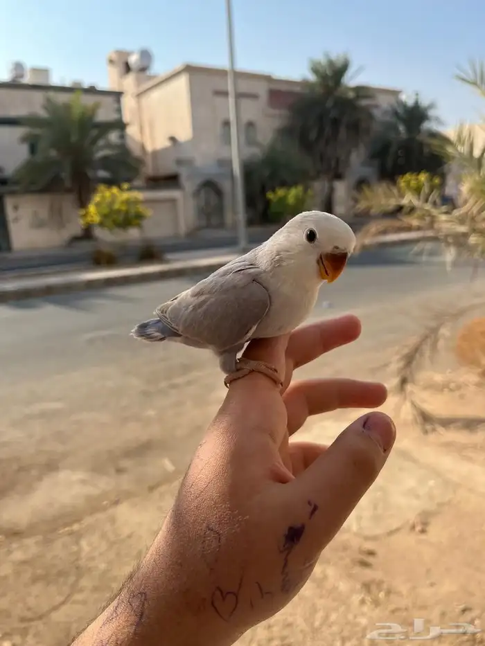 روز اليف وهدد خارجي نشبه ماشاءالله لايفوتكم 1