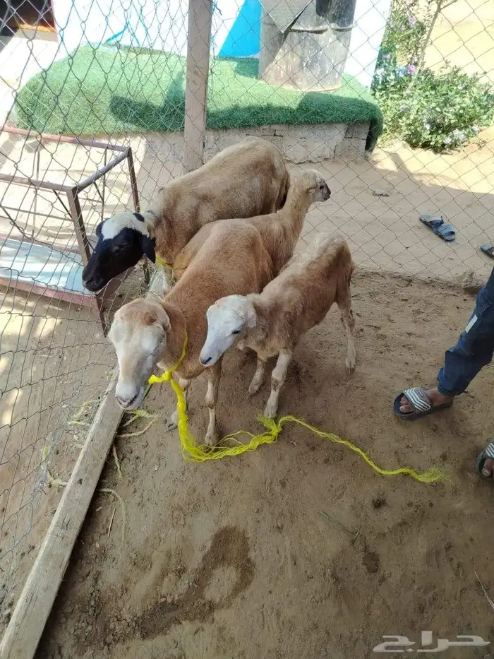 السلام عليكم ورحمه الله وبركاته صلوا على النبي أعرض لكم ضأن 1