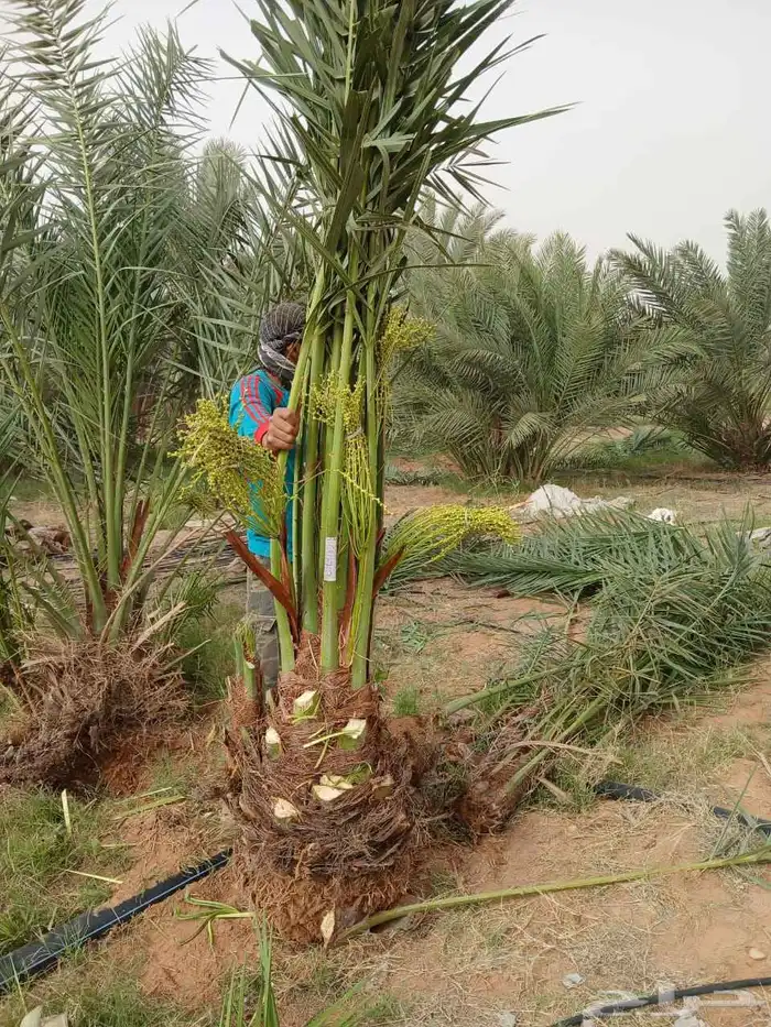 نخل مثمر نخل نقايل واشنطني اخلاص سكري برحي صقعي شيشي هلالي 3