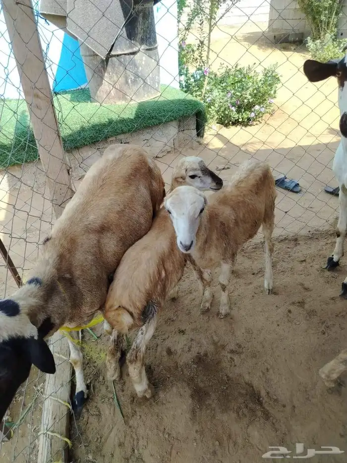 السلام عليكم ورحمه الله وبركاته صلوا على النبي أعرض لكم ضأن 3