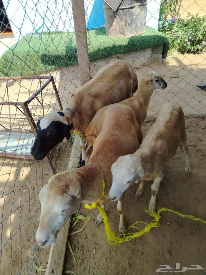 السلام عليكم ورحمه الله وبركاته صلوا على النبي أعرض لكم ضأن 5