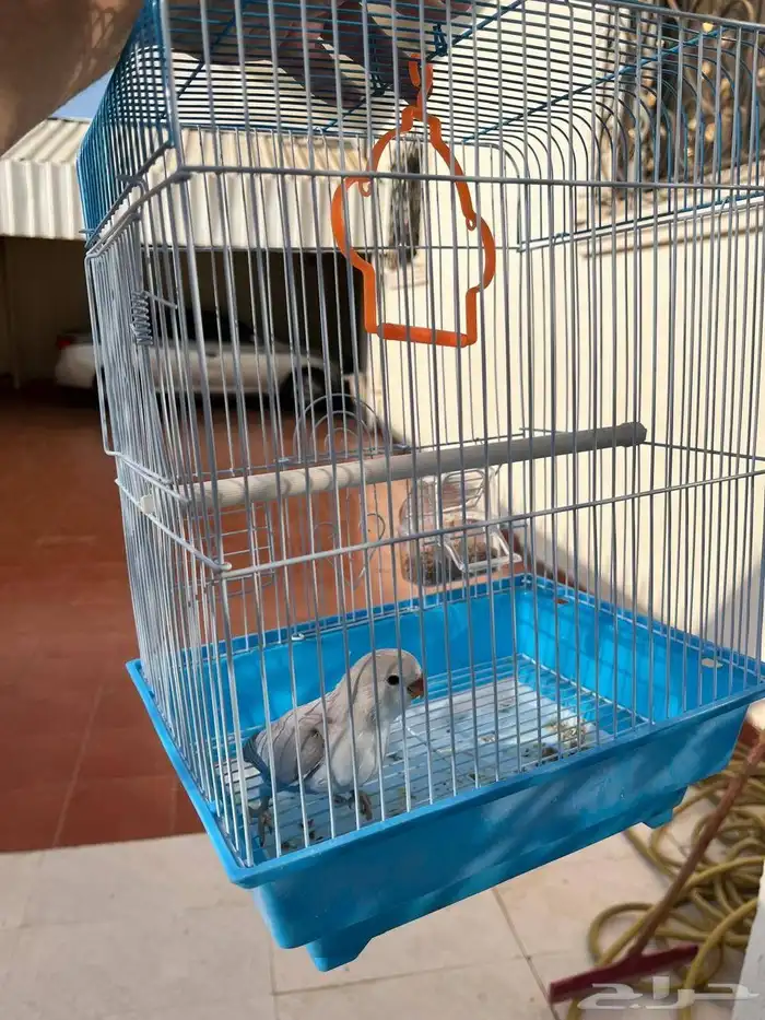 روز اليف وهدد خارجي نشبه ماشاءالله لايفوتكم 2